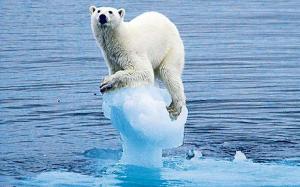 Polar Bear Habitat Struggles